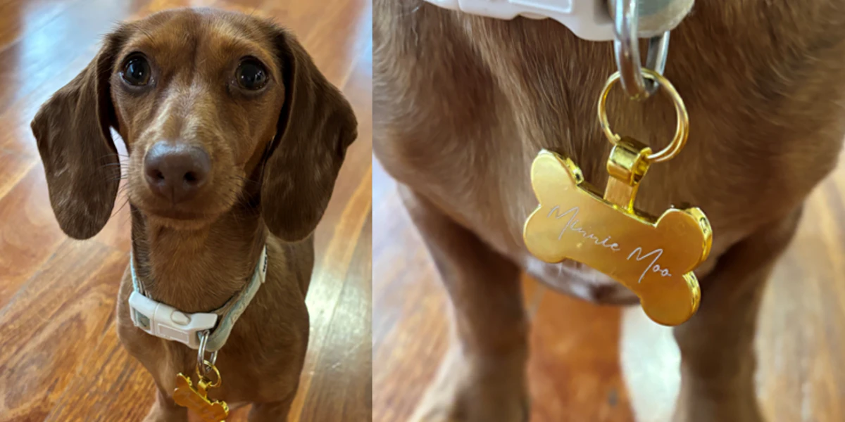 10% off Pet Tags